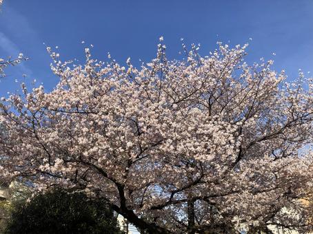 満開の桜 さくら,桜,青空の写真素材