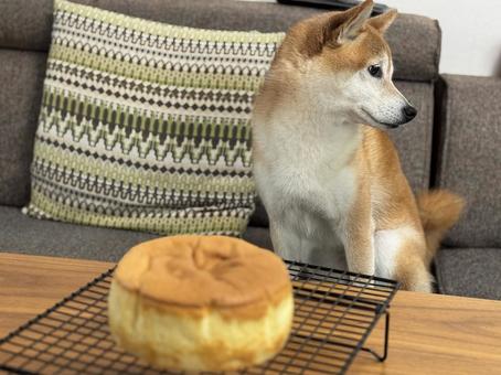 焼きたてのスポンジケーキを気にしない柴犬 柴犬,犬,スポンジケーキの写真素材