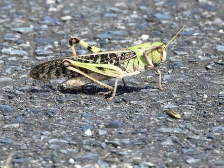 Grasshopper scratching its head, JPG