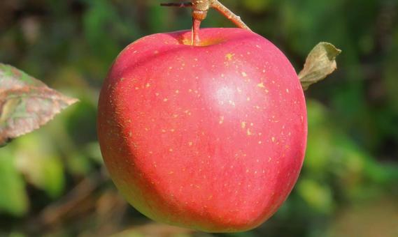 りんご りんご,アップル,フルーツの写真素材