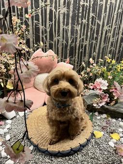 マルプー　けんけん 犬,かわいい,マルプーの写真素材