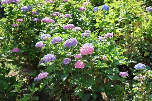 色とりどりの紫陽花 色とりどりの紫陽花の写真