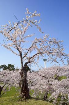 五稜郭公園の桜 桜,五稜郭タワー,さくらの写真素材