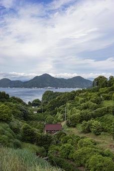 初夏の沼津市西浦地区 沼津,西浦,木の写真素材