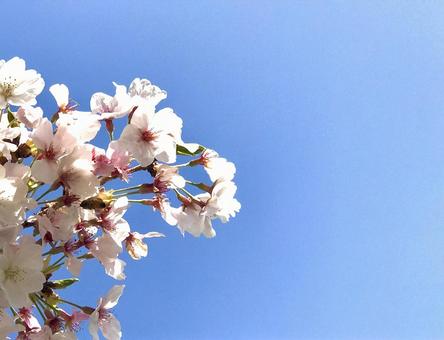 桜と青空の写真