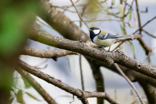 シジュウカラ(56) シジュウカラ(56) 野鳥,鳥,シジュウカラの写真素材