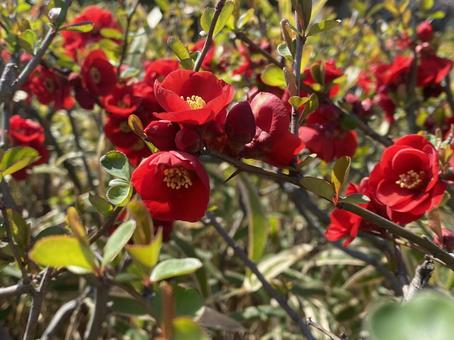ボケの花 ボケの花の写真