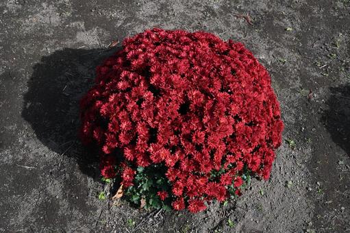 エンジの玉菊の写真