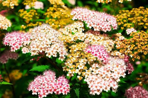 シモツケの花 シモツケ,下野,植物の写真素材