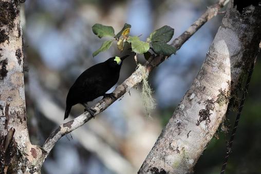 タンビキヅノフウチョウ タンビキヅノフウチョウ タンビキヅノフウチョウ,野鳥,ゴクラクチョウの写真素材