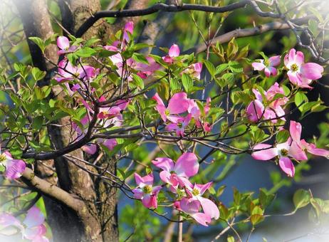 木々とピンクの花 木々とピンクの花の写真