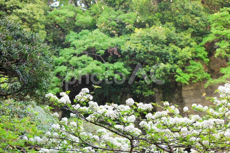 鎌倉ウォーキング　報国寺のオオデマリの花 鎌倉,ウォーキング,ハイキングの写真素材