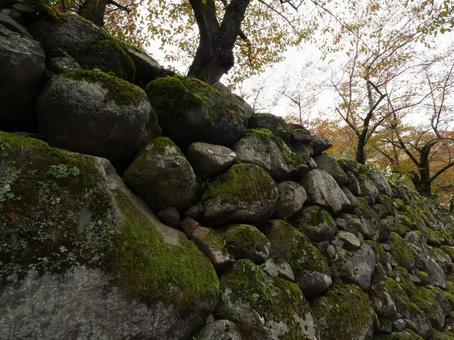 苔むした石垣と黄葉 苔むした石垣と黄葉 苔,石垣,小諸城の写真素材