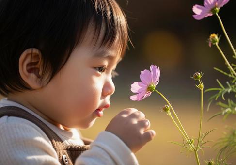 コスモスを見つめる子供のクローズアップの写真
