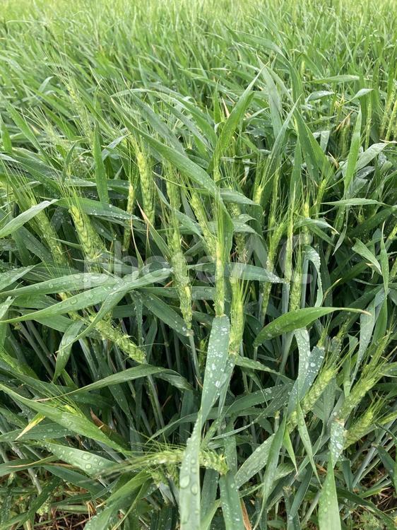 雨に濡れた小麦 麦畑,小麦,むぎの写真素材
