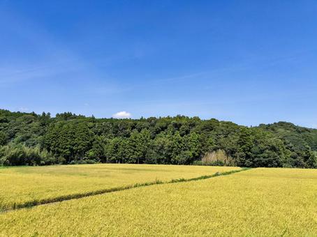 千葉県南部 8月の稲田の風景 千葉県南部 8月の稲田の風景 稲田,田圃,八月の写真素材