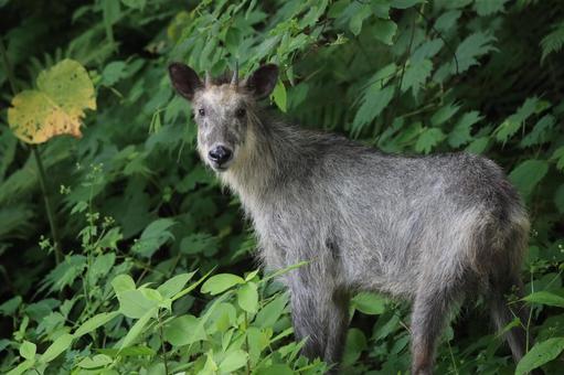 森に佇むニホンカモシカ 森に佇むニホンカモシカの写真