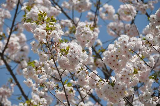 桜 花びら 花見 春 新生活 素材 背景 桜 花びら 花見 春 新生活 素材 背景の写真