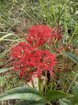 草むらの彼岸花 草むらの彼岸花 彼岸花,曼珠沙華,花の写真素材