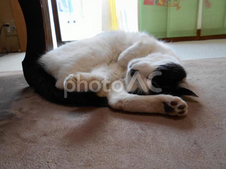 ゴロのくつろぎタイム くつろぐ,ねこ,まったりの写真素材