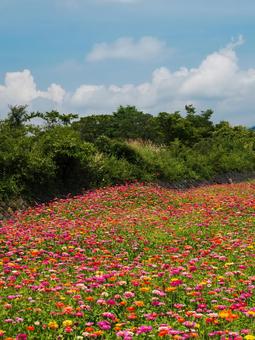 百日草 花の都公園 百日草 花の都公園の写真