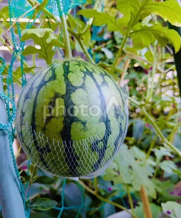 すいか　季節　家庭菜園　夏 すいか,家庭菜園,夏の写真素材