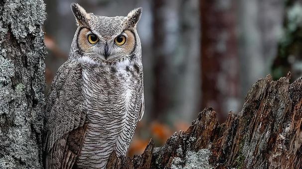 森の中で静かに佇む雄大なフクロウ 森の中で静かに佇む雄大なフクロウの写真