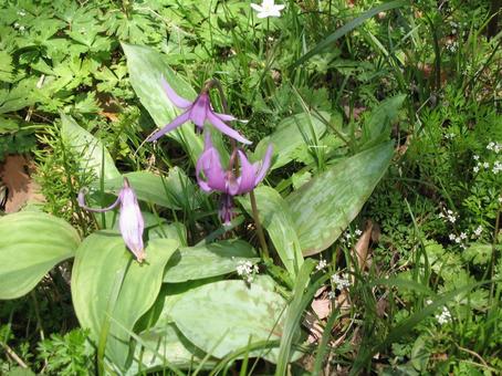 下を向いた紫の花 可憐,花,下を向くの写真素材