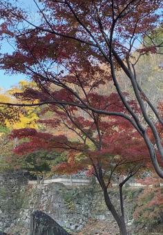 初紅葉 西の丸庭園,紅葉渓庭園,初紅葉の写真素材