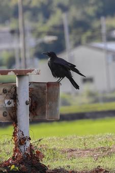 錆びたガードレールにカラス 錆びたガードレールにカラスの写真