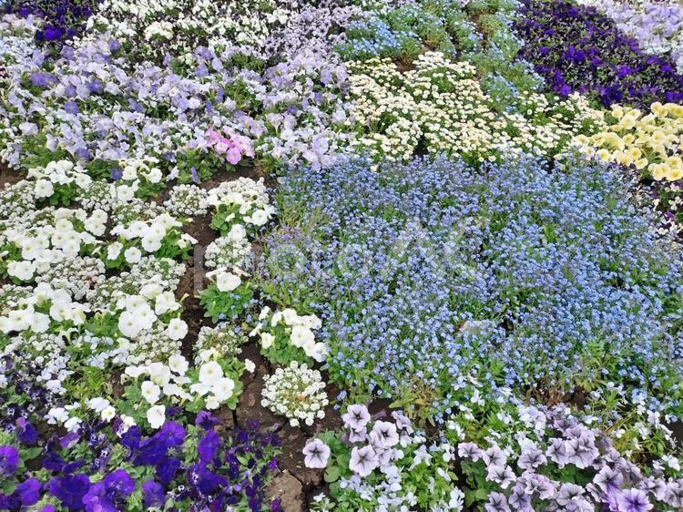花ざかり　白と青と紫の花の絨毯 花,白,青の写真素材