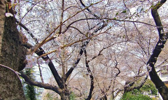 桜の季節-4 桜の季節-4 桜,木,幹の写真素材