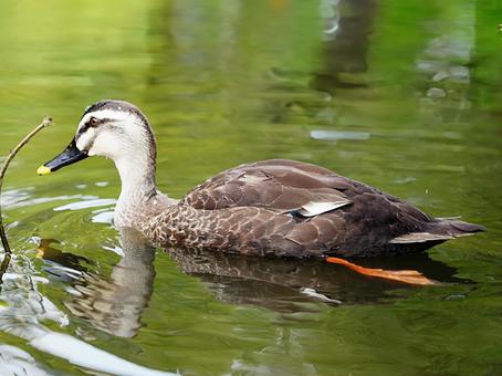 池で泳ぐカルガモ 池で泳ぐカルガモ 野鳥,鳥,カモの写真素材