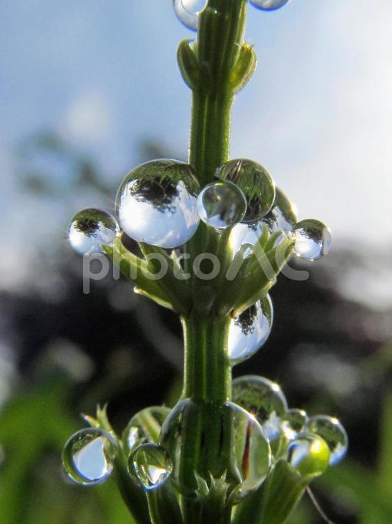 水滴と緑の葉と朝日Water drops 水滴,すいてき,waterの写真素材
