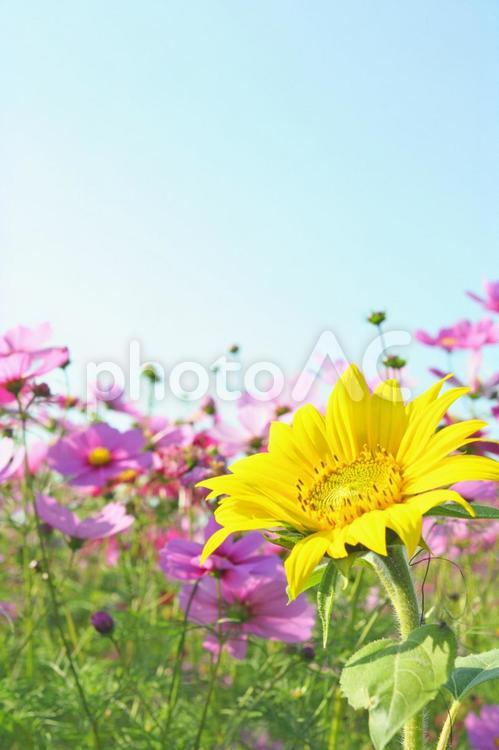 ヒマワリとコスモス＊縦向き ひまわり,コスモス,コスモス畑の写真素材