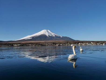 冬の山中湖と白鳥 冬の山中湖と白鳥の写真
