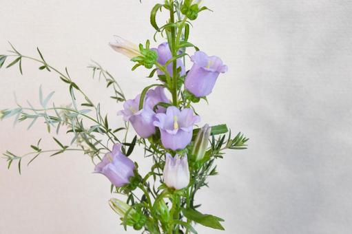 紫のカンパニュラの写真