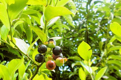 Blueberry Fruit (2), JPG Blueberry Fruit (2), JPG