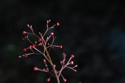 ハゼランの実 ハゼランの実の写真