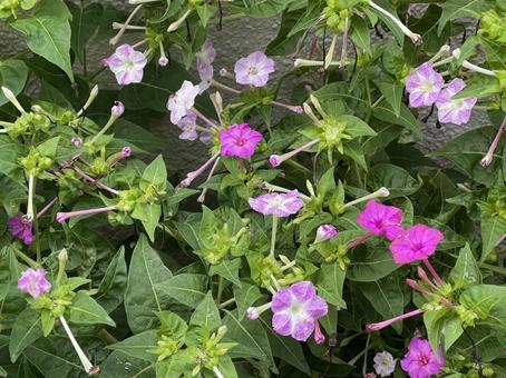 神田川10月：オシロイバナ 2025の写真