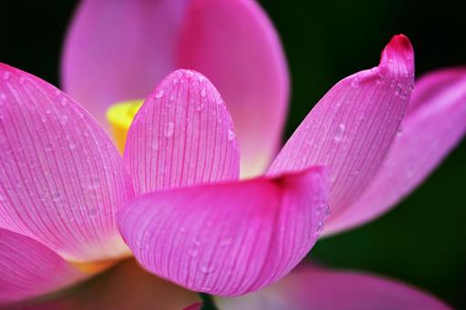 雨粒をまとった蓮の花のクローズアップ1 雨粒をまとった蓮の花のクローズアップ1 蓮,ハス,花の写真素材
