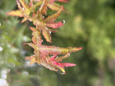 雨に濡れたもみじ 雨に濡れたもみじの写真