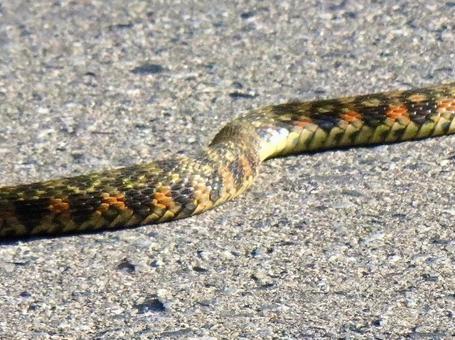 Photo, yamakagashi, yamakashi, red snake, 
