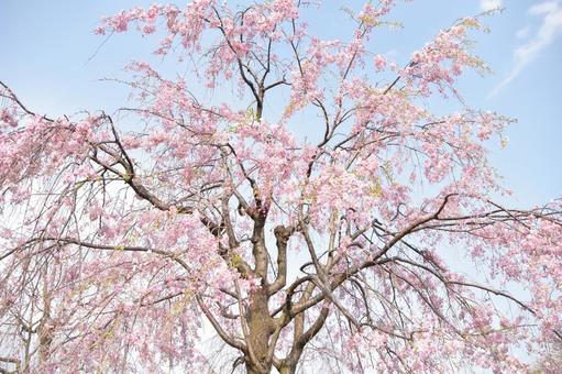 桜 桜の写真