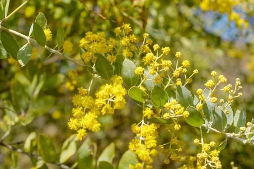 陽光に映えるミモザの黄色い花 陽光に映えるミモザの黄色い花 ミモザ,花,花びらの写真素材