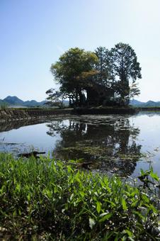 Photo, shuhin shrine, a shrine, trees, 