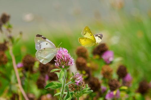 Courtship behavior of the Colias butterfly (3), JPG