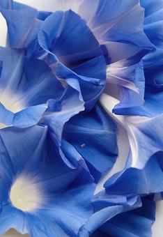 朝顔 朝顔,花,青いの写真素材