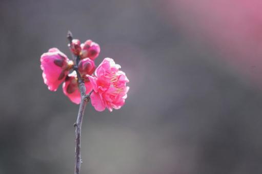 美しいピンクの梅の花 美しいピンクの梅の花 花,春,梅の写真素材