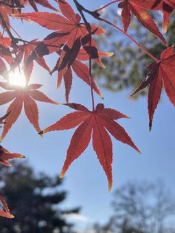 秋晴れの空に映える紅葉したもみじ もみじ,紅葉,秋の写真素材
